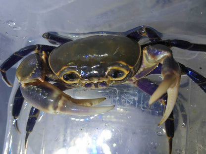 Purple Leg Warrior Crab (Hainanpotamon fuchengense)