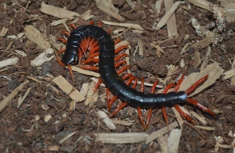 Laos Black&Red legs Centipede (Scolopendra subspinipes)