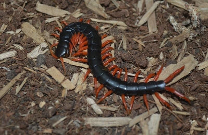 Laos Black&Red legs Centipede (Scolopendra subspinipes)