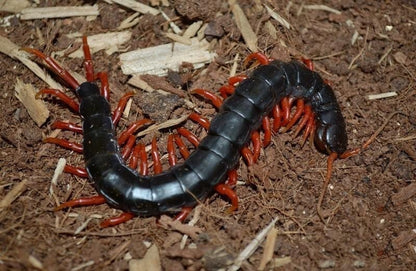 Laos Black&Red legs Centipede (Scolopendra subspinipes)