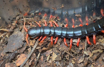 Laos Black&Red legs Centipede (Scolopendra subspinipes)
