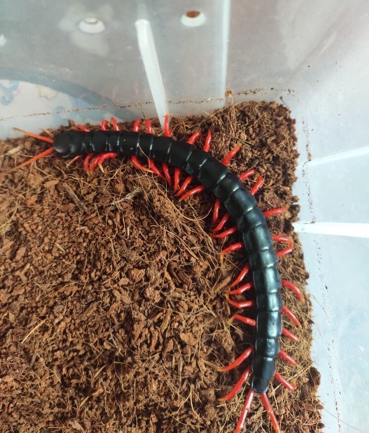 Laos Black&Red legs Centipede (Scolopendra subspinipes)