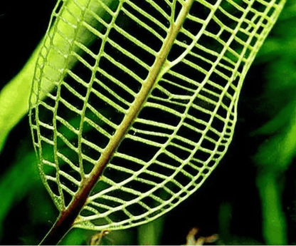 Madagascar Laceleaf (Aponogeton madagascariensis)