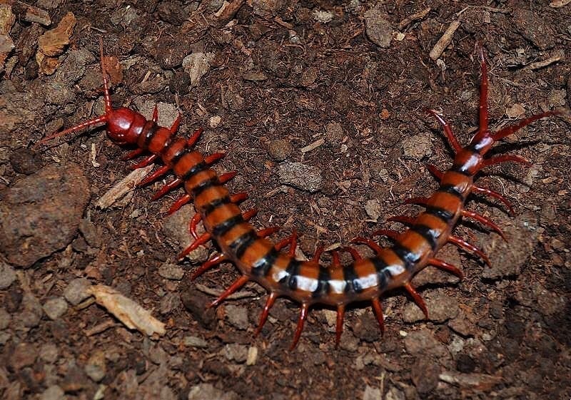 Malaysian Cherry Red Centipede (Scolopendra subspines dehaani)
