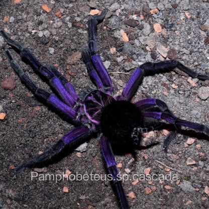 Cascada Birdeater Tarantula (Pamphobeteus sp cascada)