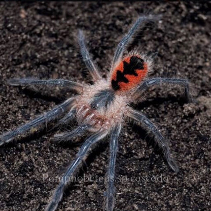 Cascada Birdeater Tarantula (Pamphobeteus sp cascada)