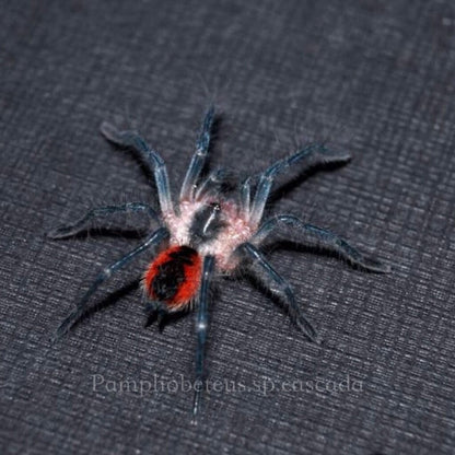Cascada Birdeater Tarantula (Pamphobeteus sp cascada)