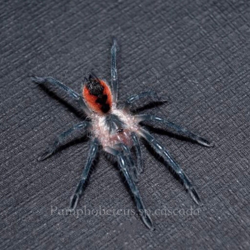 Cascada Birdeater Tarantula (Pamphobeteus sp cascada)