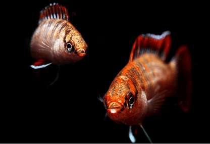 Scarlet Badis (Dario dario)