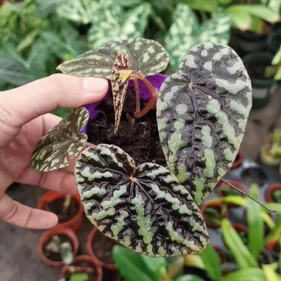 Begonia Variabilis