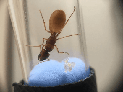 Ant colony camponotus turcestanus