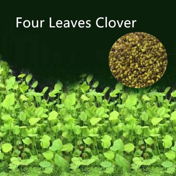 Aquarium Plant Seeds