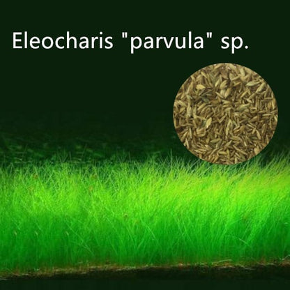 Aquarium Plant Seeds