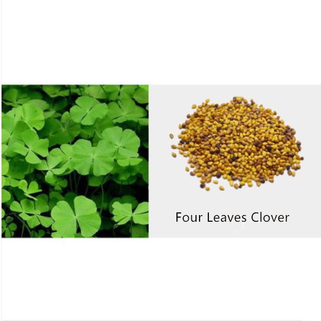 Aquarium Plant Seeds