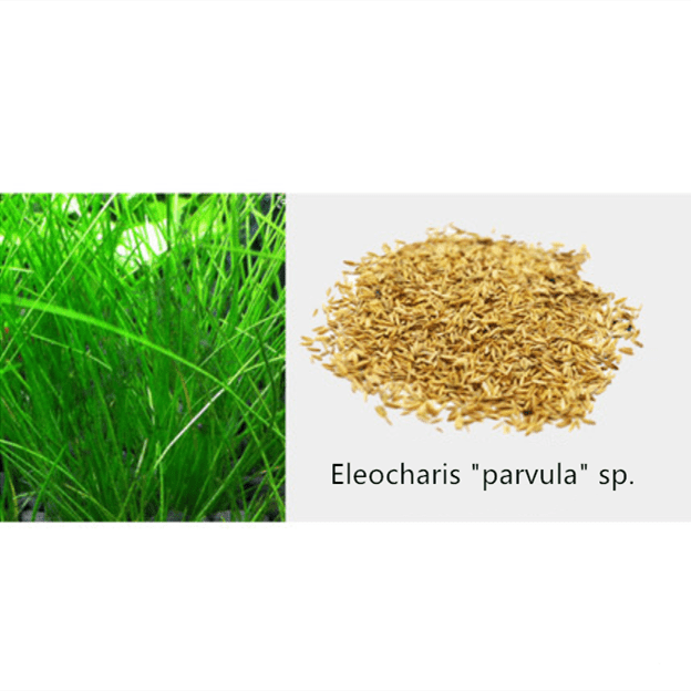 Aquarium Plant Seeds