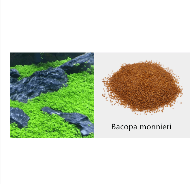Aquarium Plant Seeds