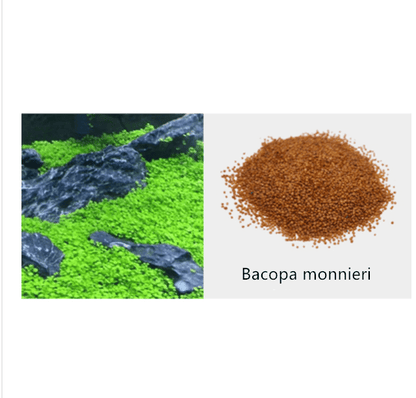 Aquarium Plant Seeds