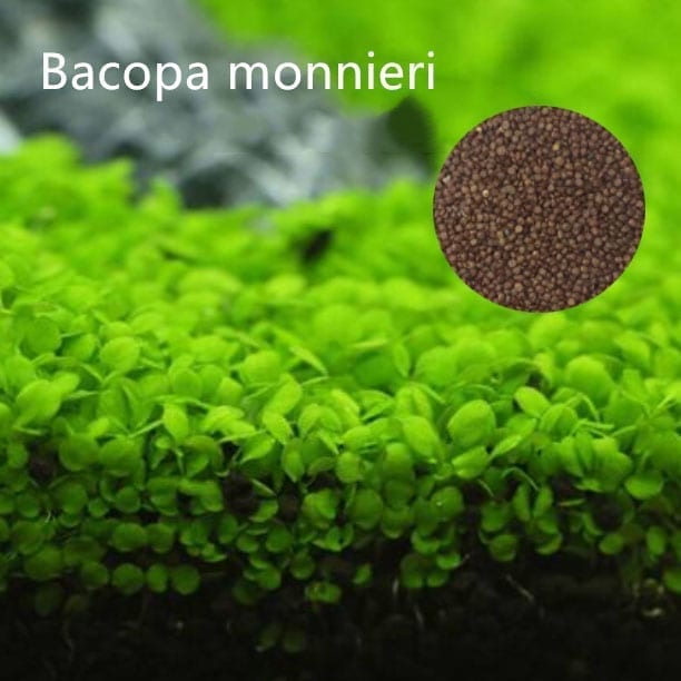 Aquarium Plant Seeds