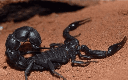 Black Thick-Tail Scorpion (Parabuthus transvaalicus)