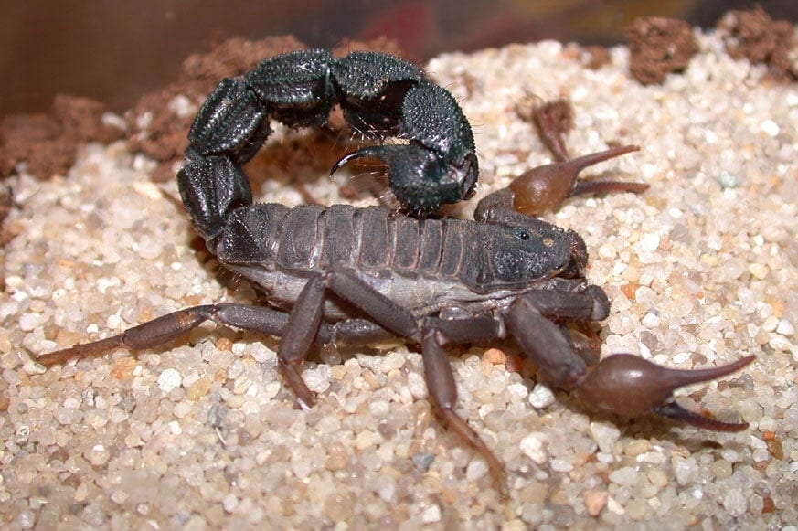 Black Thick-Tail Scorpion (Parabuthus transvaalicus)