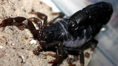 Black Thick-Tail Scorpion (Parabuthus transvaalicus)