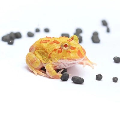 Albino Pacman Frog (Ceratophrys cranwelli)