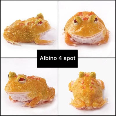 Albino 4 Spot Patternless PacmanFrog (Ceratophrys cranwelli)