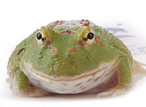 Green Emerald Pacman Frog (Ceratophrys cranwelli)