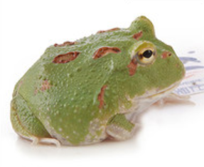 Green Emerald Pacman Frog (Ceratophrys cranwelli)