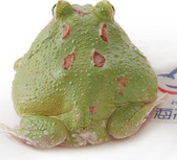 Green Emerald Pacman Frog (Ceratophrys cranwelli)