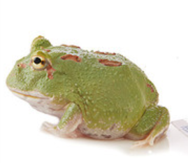 Green Emerald Pacman Frog (Ceratophrys cranwelli)