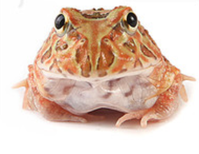 Brown Pacman Frog (Ceratophrys cranwelli)