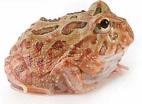 Brown Pacman Frog (Ceratophrys cranwelli)