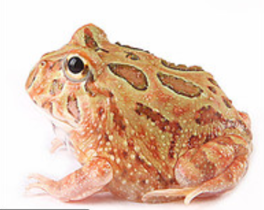 Brown Pacman Frog (Ceratophrys cranwelli)