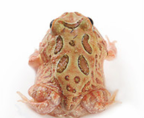 Brown Pacman Frog (Ceratophrys cranwelli)