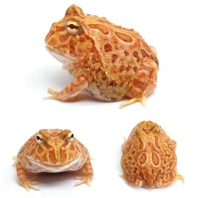 Pumpkin Pacman Frog (Ceratophrys cranwelli)