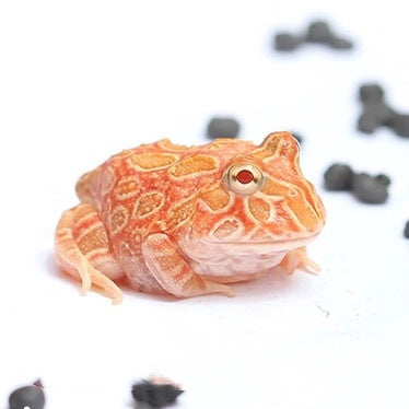 Strawberry Pacman Frog (Ceratophrys cranwelli)
