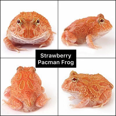 Strawberry Pacman Frog (Ceratophrys cranwelli)
