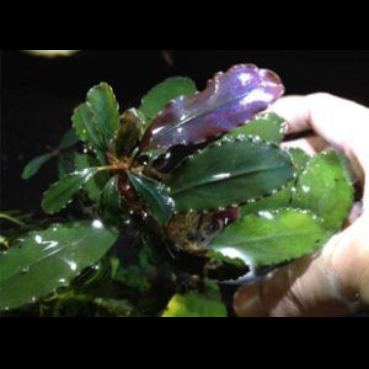 Bucephalandra sp. "Deep purple"Excellent