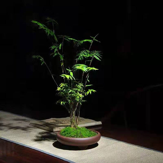 Bamboo Bonsai (Bambusoideae sp)