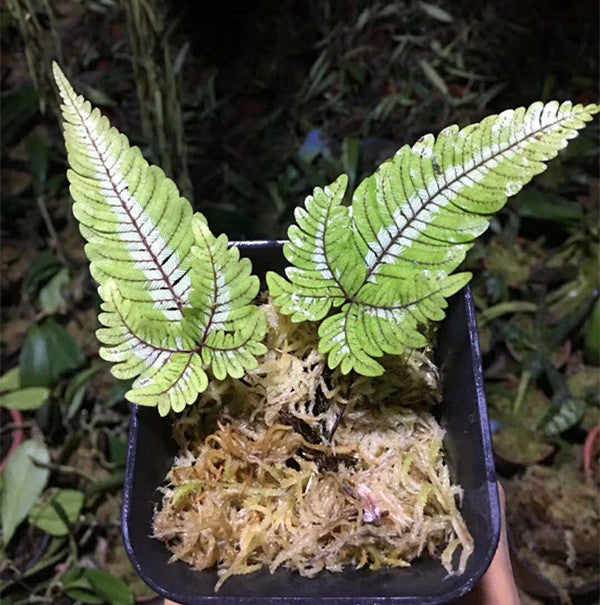 Pteris Blumeana (Pteris aspericaulis var. tricolor)