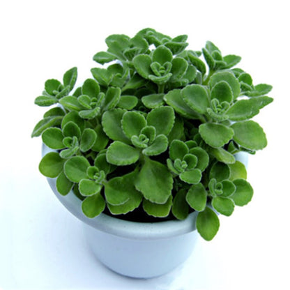 Plectranthus ' Cerveza'n Lime '