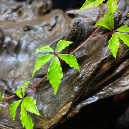 Tetrastigma obtectum (Wall.) Planch.