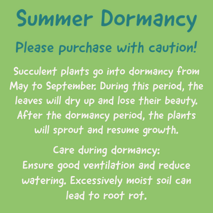Succulents 'hians'