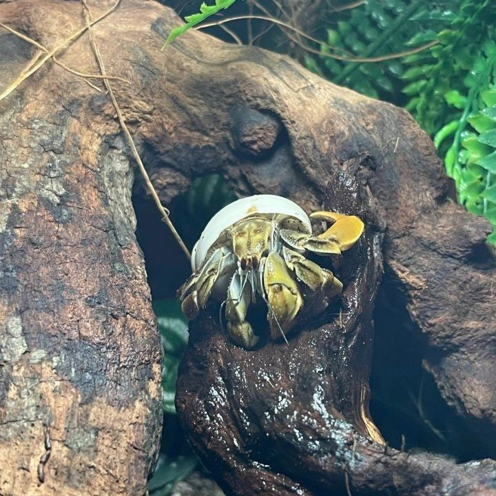 Ecuadorian Hermit Crab(Coenobita compressus)