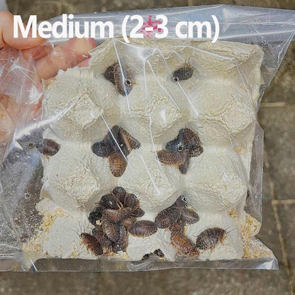Dubia Cockroach for Sale | My Home Nature
