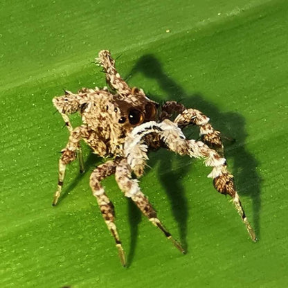 Jumping Spider (Portia sp.)