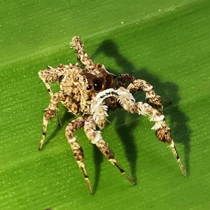 Jumping Spider (Portia sp.)