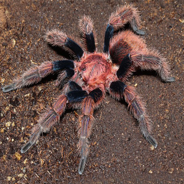 Palp Friction Tarantula (Bonnetina chamela)