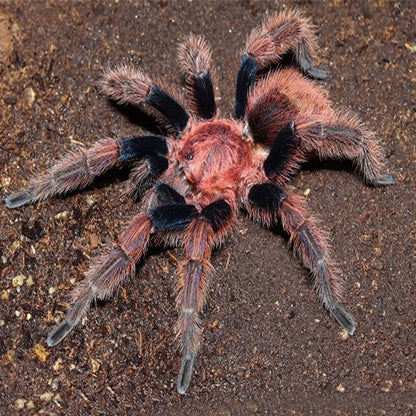 Palp Friction Tarantula (Bonnetina chamela)